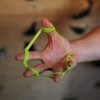 Hand Grip Strengthener Grip Strength Trainer