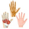 EX ELECTRONIX EXPRESS Egg Shaped Hand Exercise Balls
