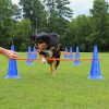 Lord Anson Dog Agility Hurdle Cone Set