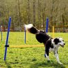 CHEERING PET Dog Agility Equipment, 28 Piece Dog Obstacle