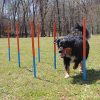 Lord Anson Dog Agility Set - Dog Agility Equipment