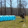 Lord Anson Dog Agility Set - Dog Agility Equipment