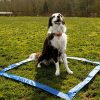 CHEERING PET Dog Agility Equipment, 28 Piece Dog Obstacle