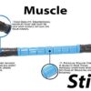 The Muscle Roller Stick Original Massage Roller