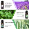 New Model-Essential oils by Engive Top12x5ml 100% Pure